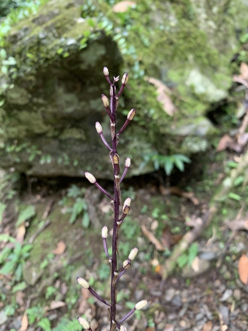Aphyllorchis montana photo 4