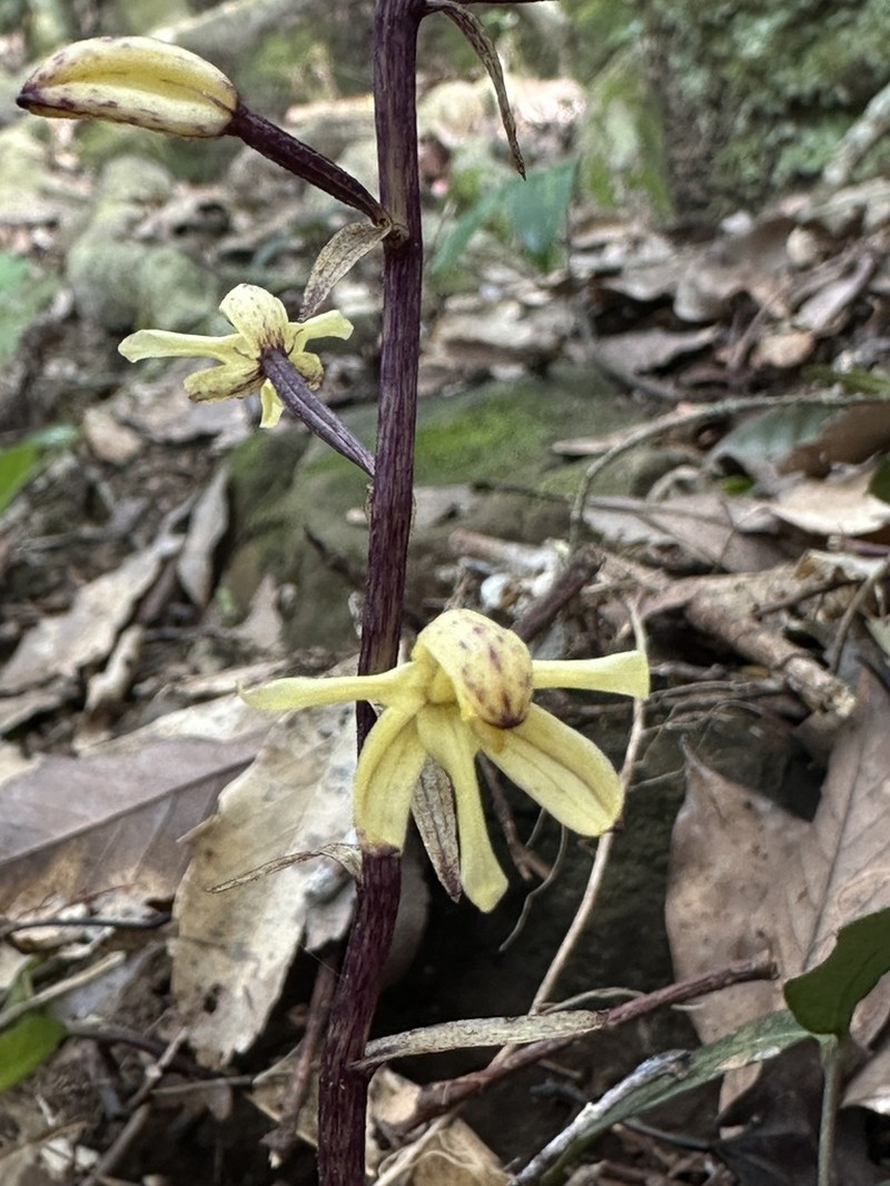 Aphyllorchis montana photo 5