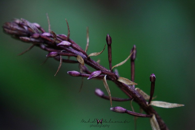 Aphyllorchis montana photo 6