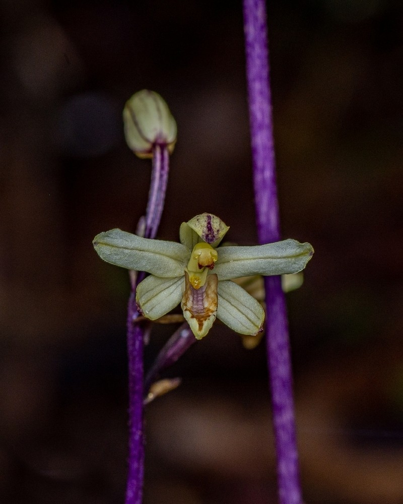 Aphyllorchis montana photo 8