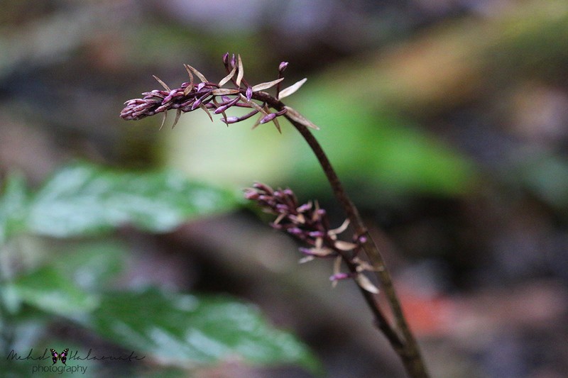 Aphyllorchis montana var. montana photo 3