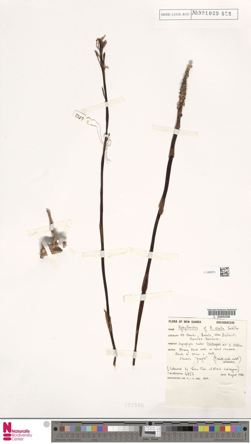 Aphyllorchis montana var. montana photo 4