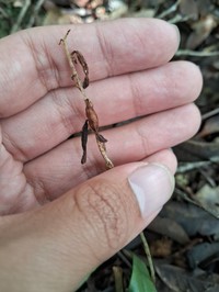 Aphyllorchis pallida