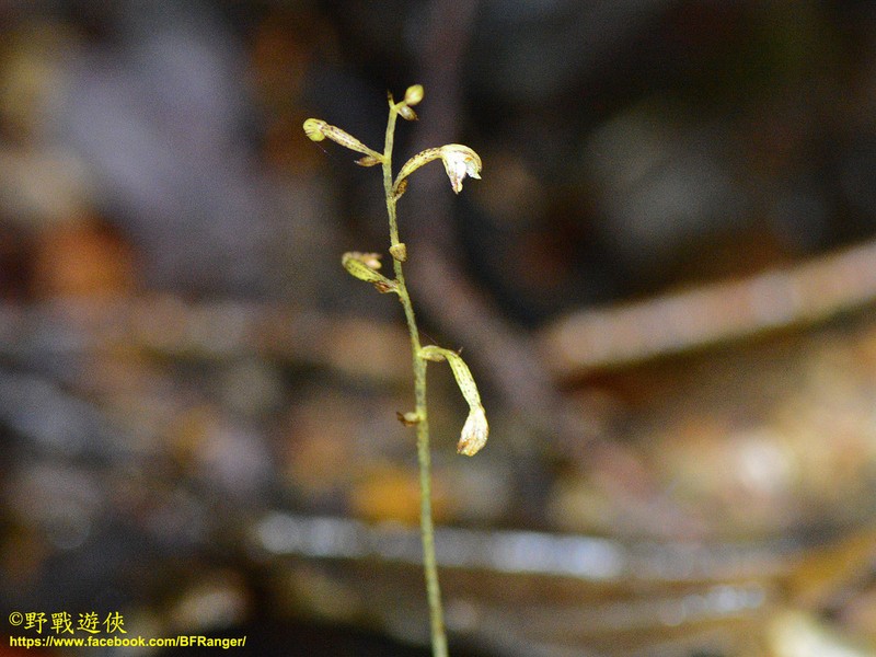 Aphyllorchis pallida photo 2