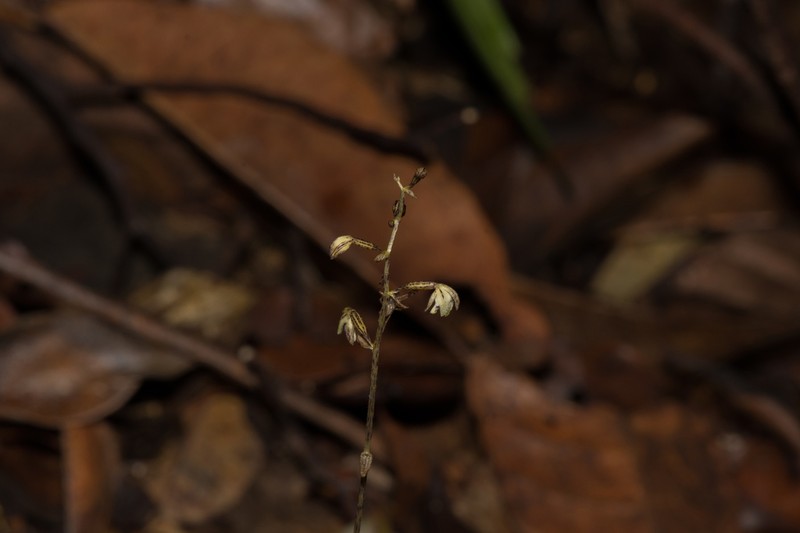 Aphyllorchis pallida photo 3