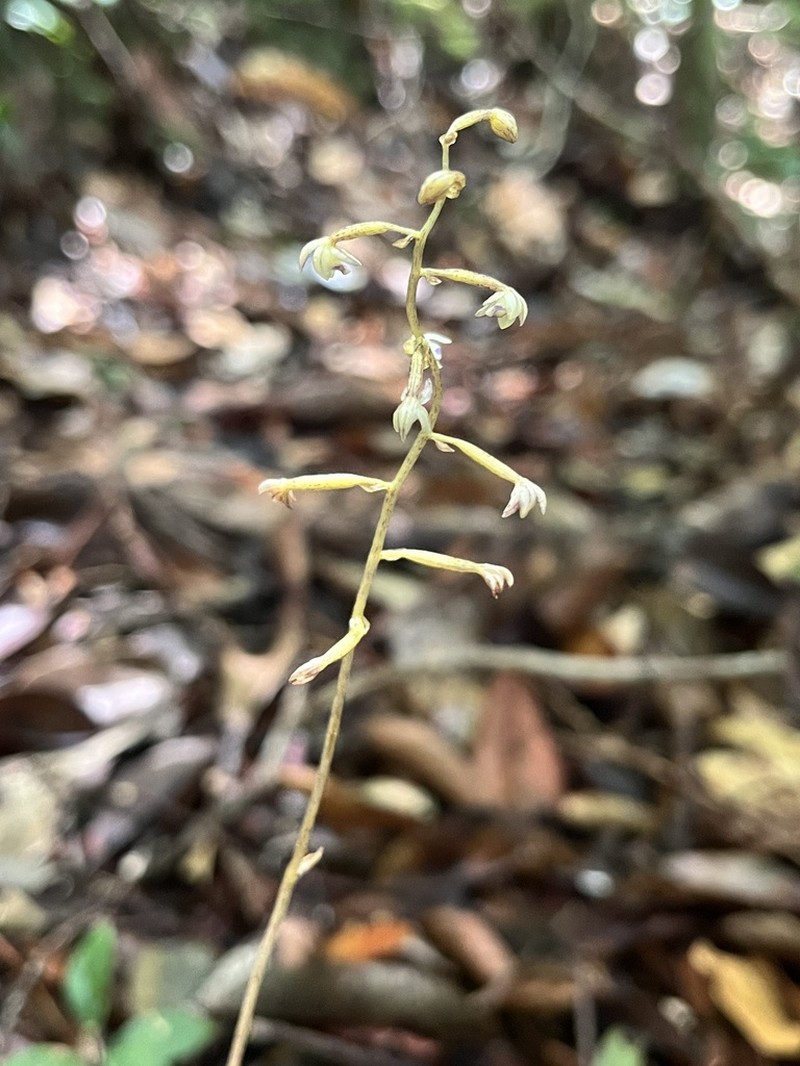 Aphyllorchis pallida photo 4