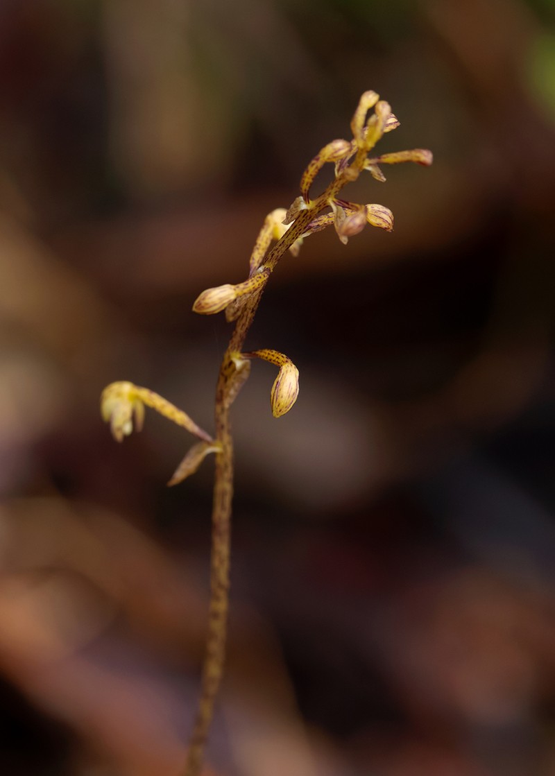 Aphyllorchis pallida photo 5
