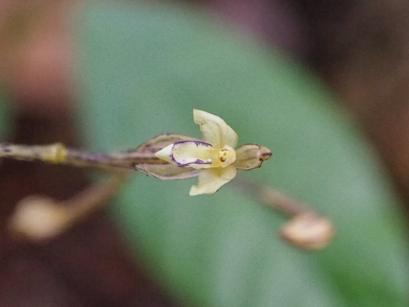 Aphyllorchis pallida photo 6