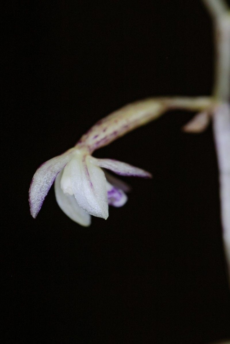 Aphyllorchis pallida photo 7