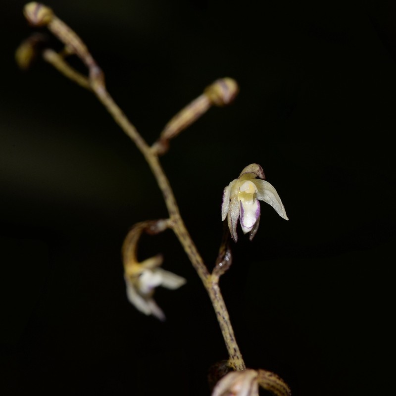 Aphyllorchis pallida photo 8