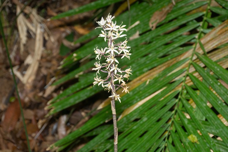 Aphyllorchis periactinantha