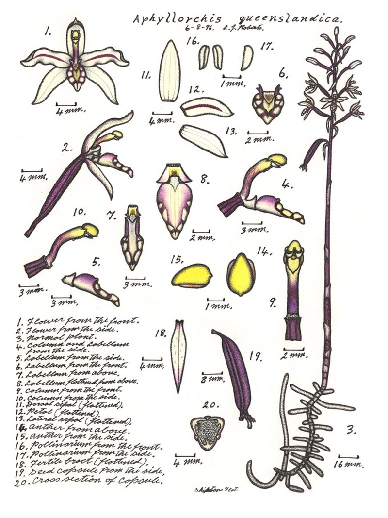 Aphyllorchis queenslandica