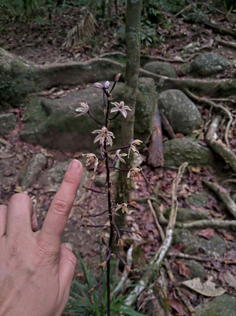 Aphyllorchis queenslandica photo 2