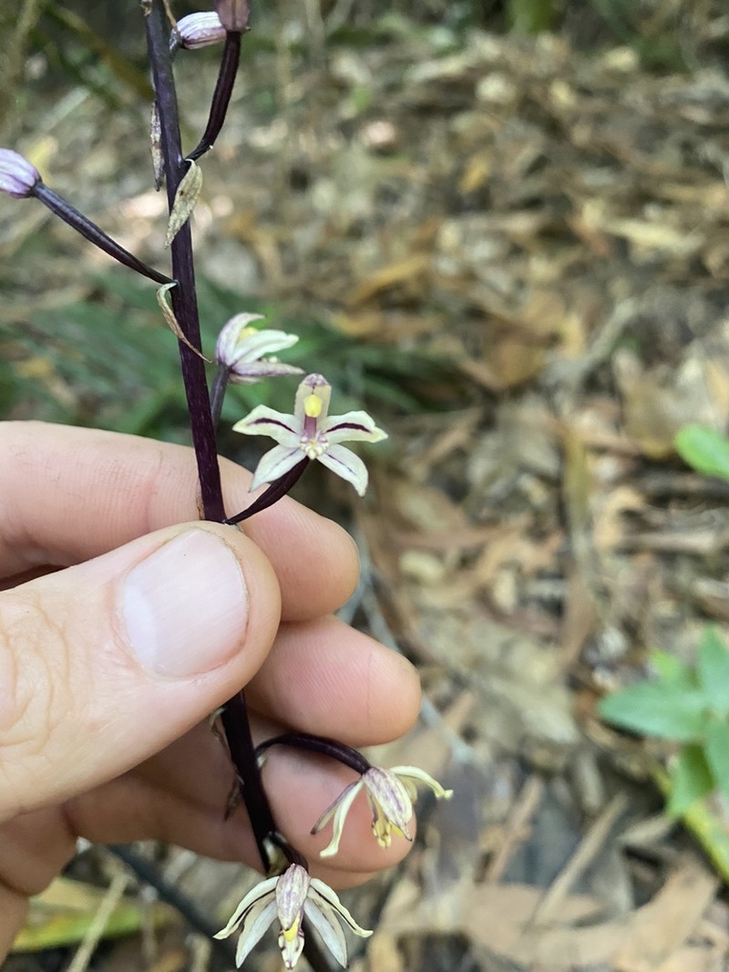 Aphyllorchis queenslandica photo 3