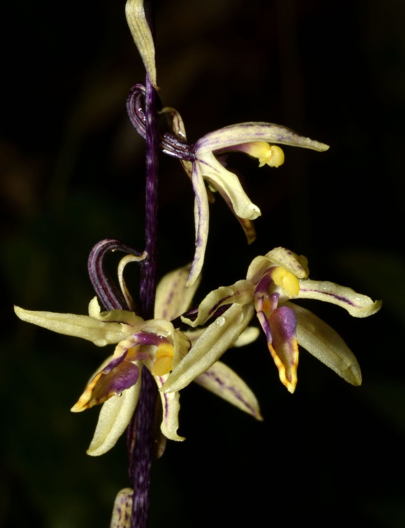 Aphyllorchis queenslandica photo 5