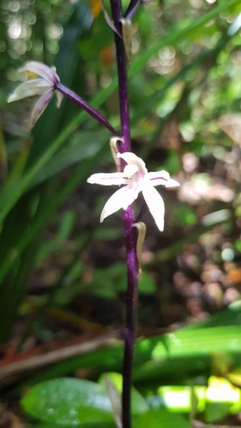Aphyllorchis queenslandica photo 7