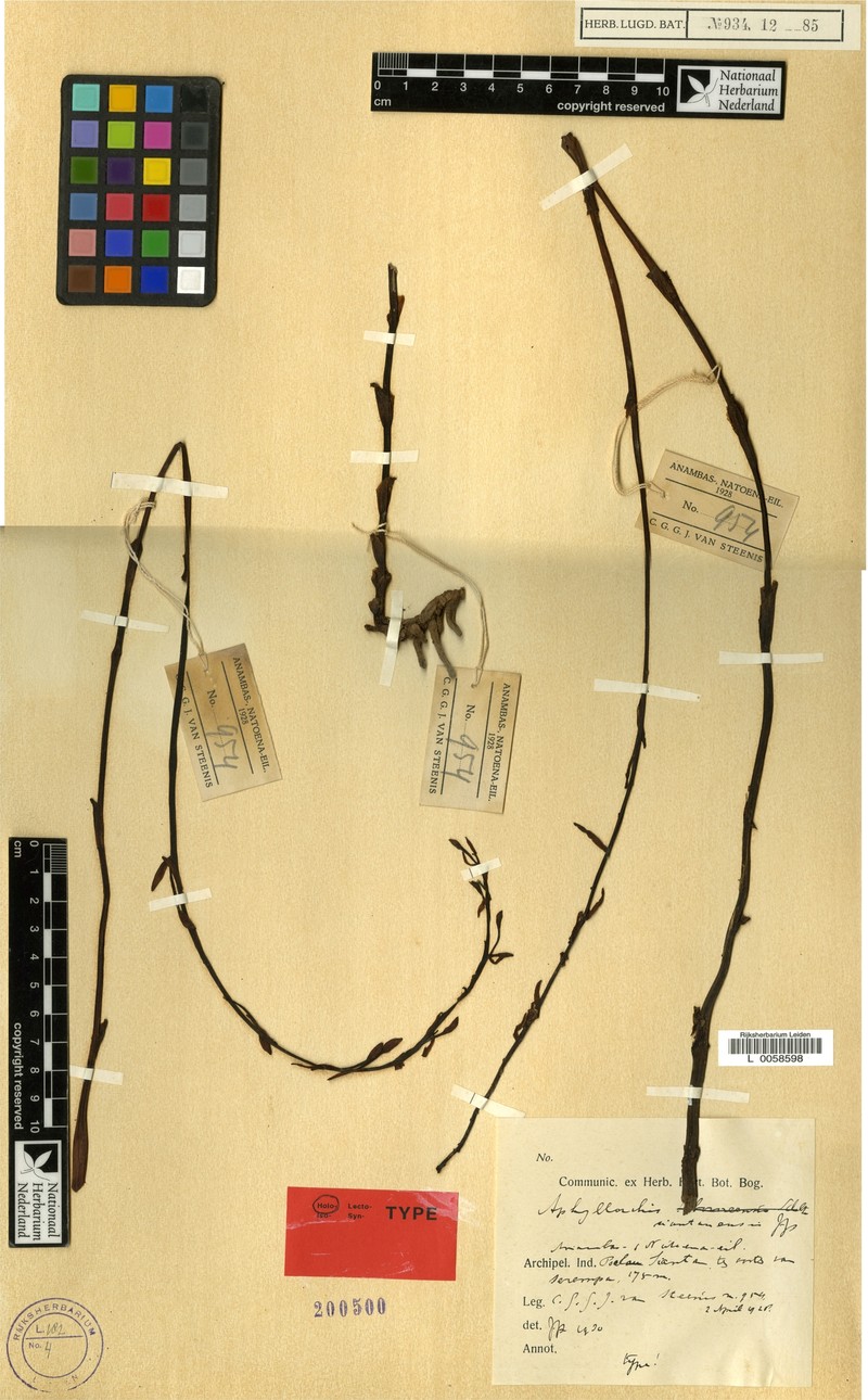 Aphyllorchis siantanensis