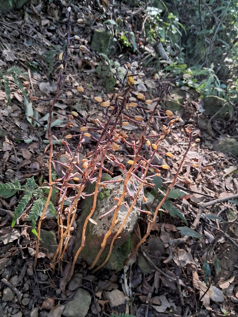 Aphyllorchis simplex photo 5