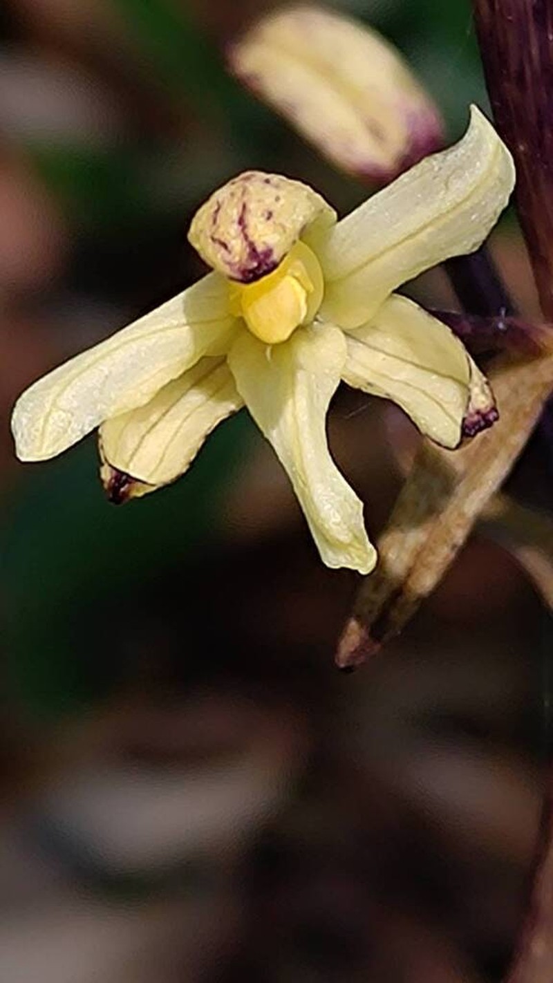 Aphyllorchis simplex