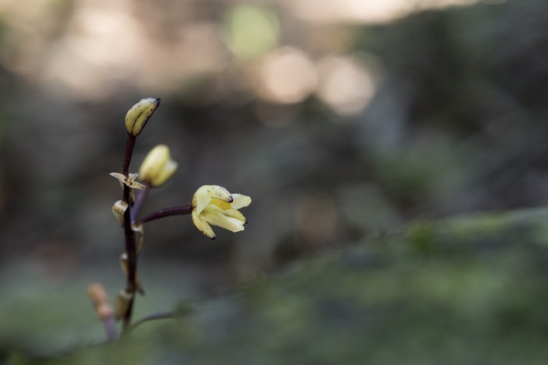 Aphyllorchis simplex photo 2