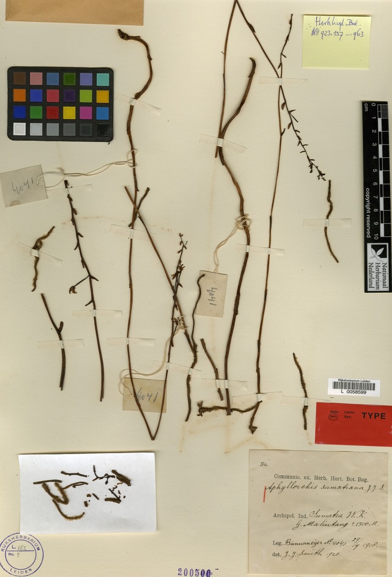 Aphyllorchis sumatrana