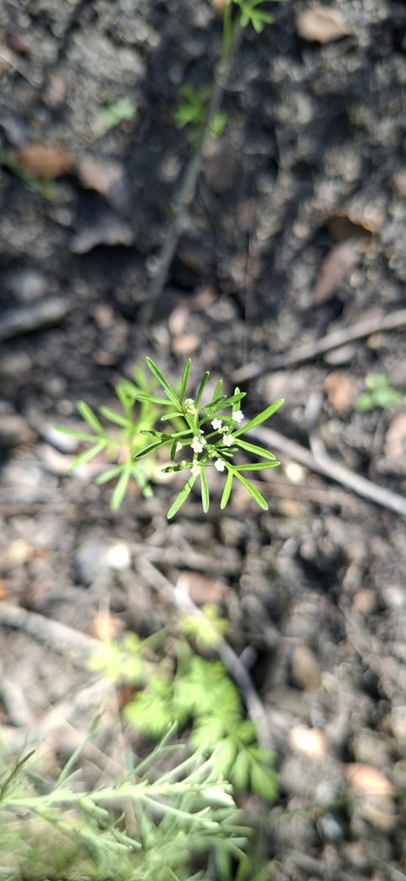 Mock Parsley photo 2