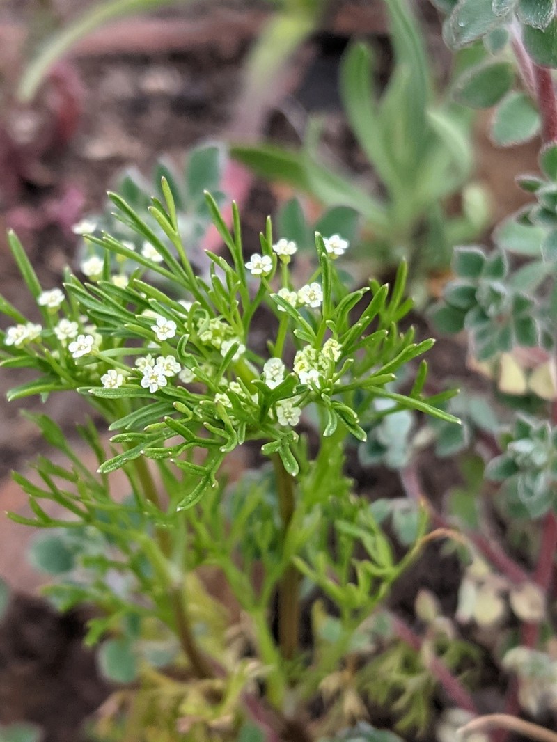 Mock Parsley photo 3