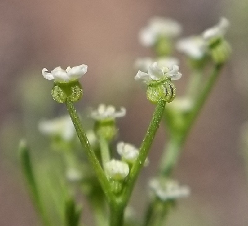 Mock Parsley photo 4