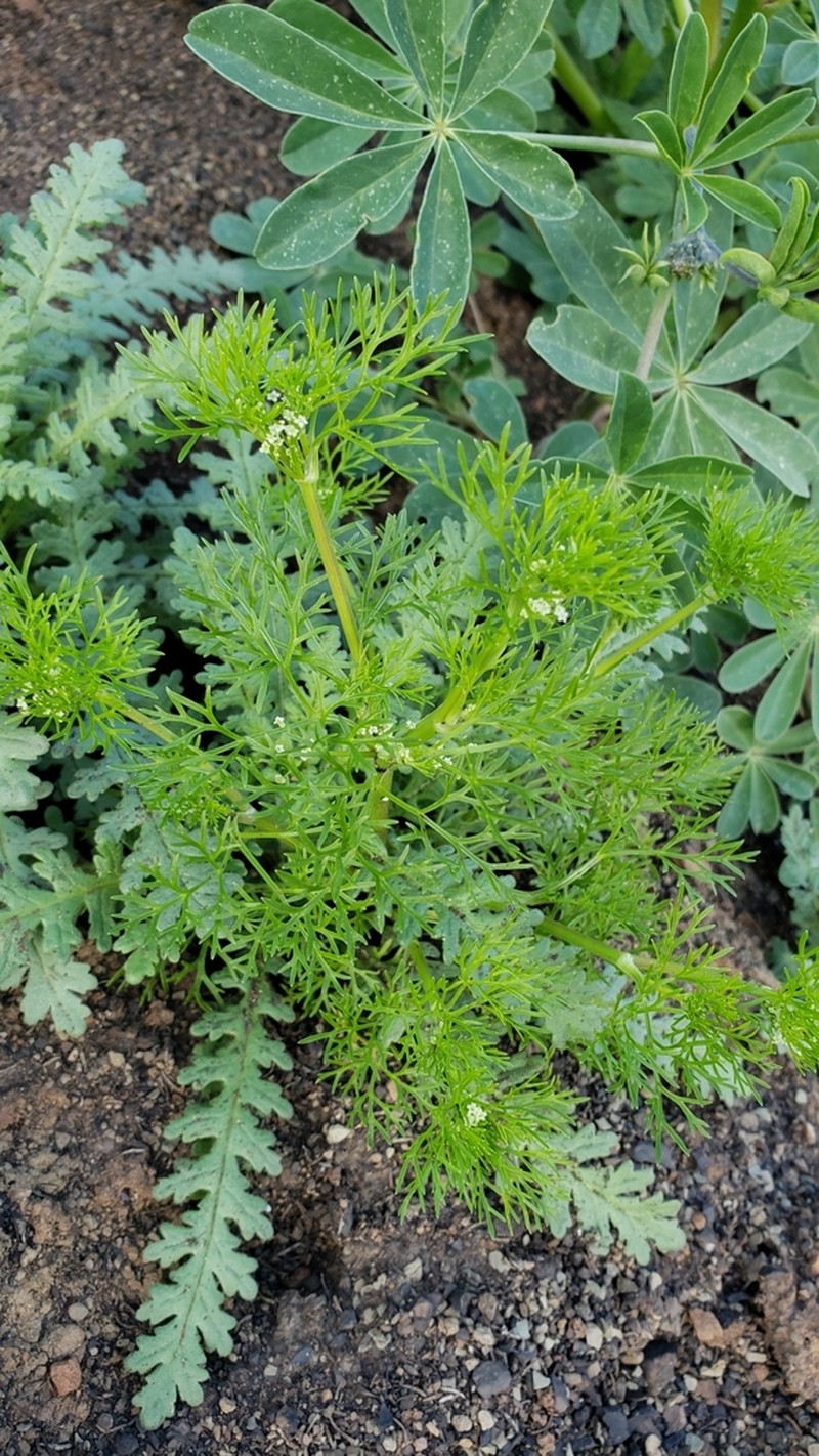 Mock Parsley photo 5
