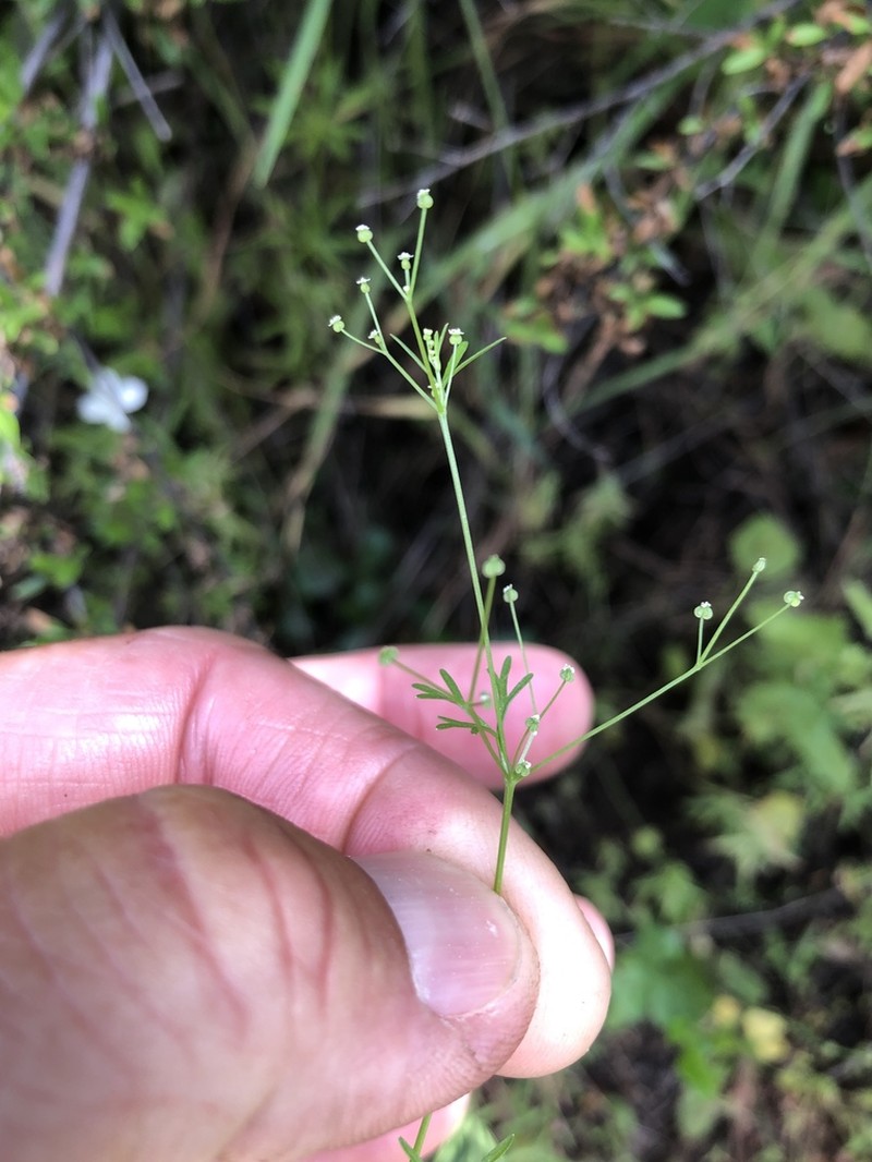 Mock Parsley photo 6