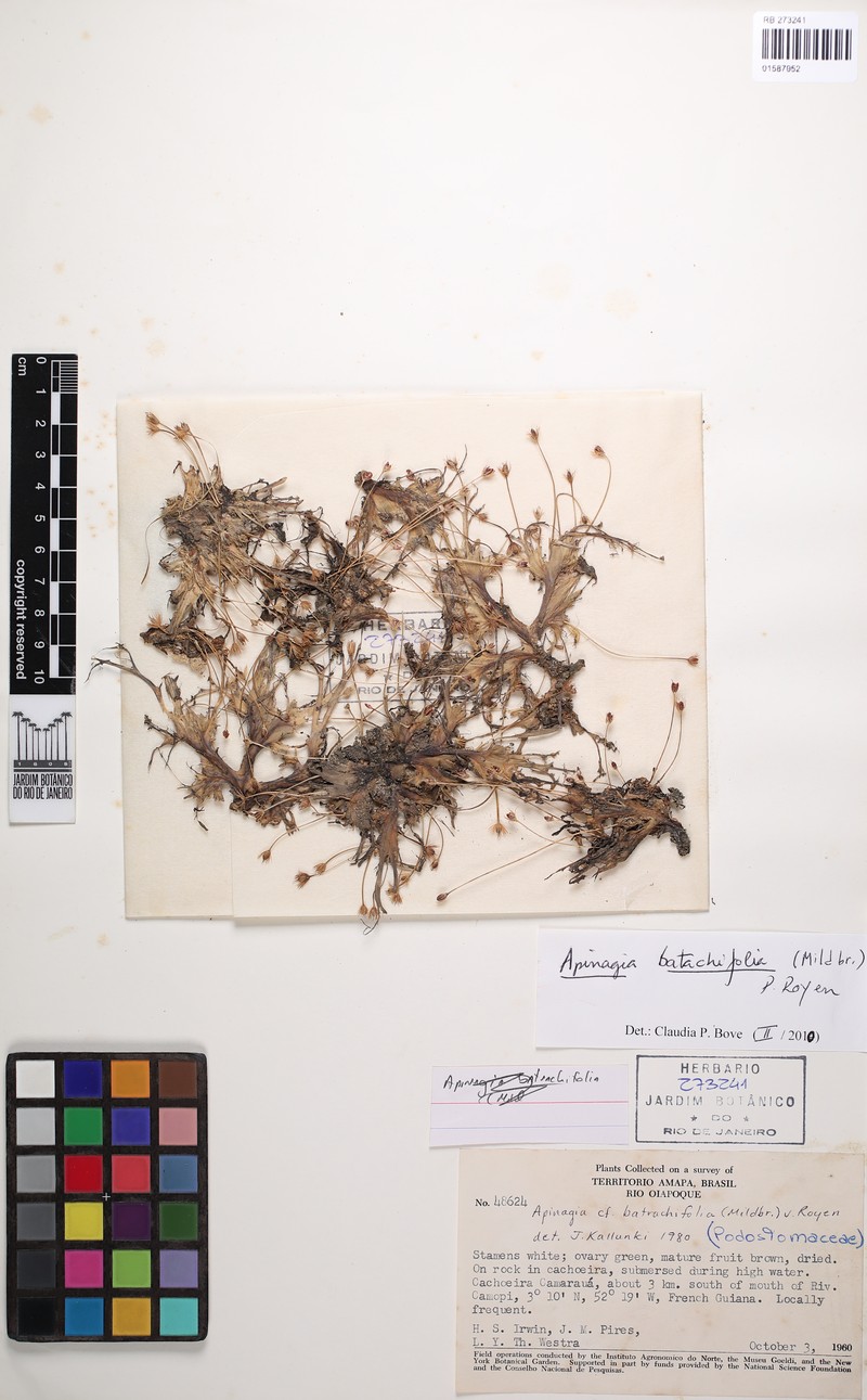 Apinagia batrachiifolia