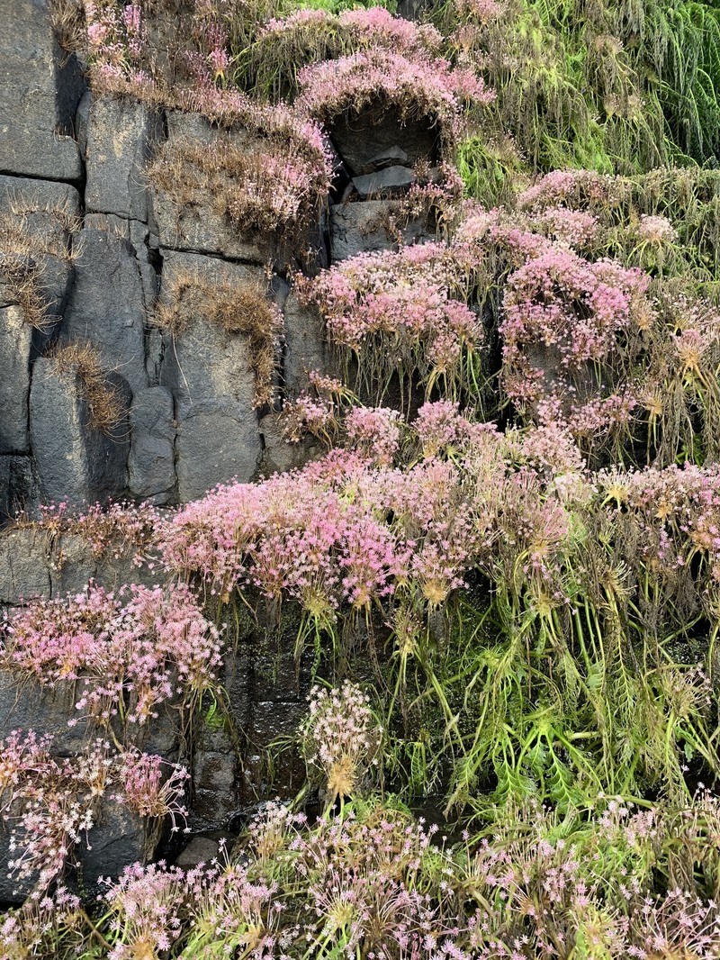 Apinagia guyanensis photo 2