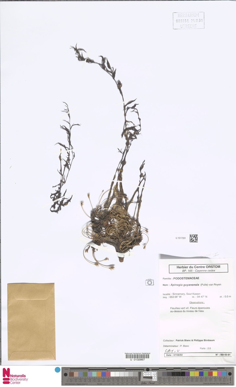 Apinagia guyanensis photo 3