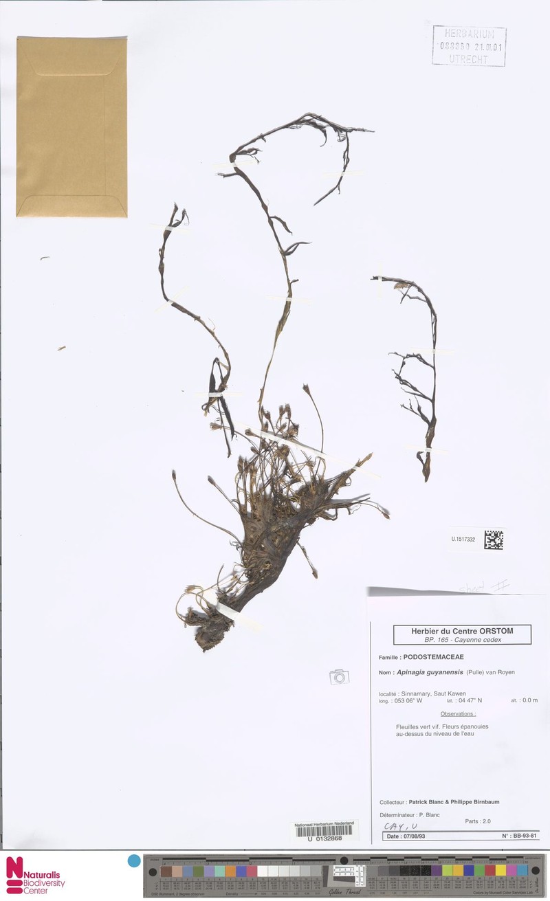Apinagia guyanensis photo 4