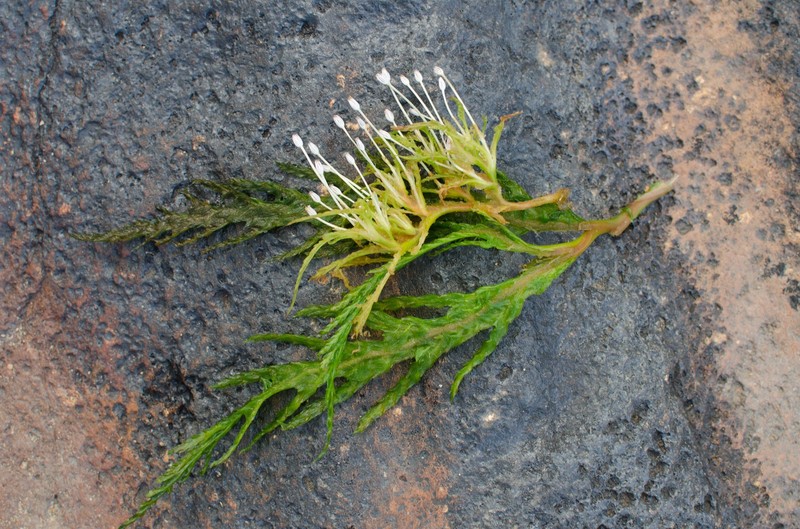 Apinagia longifolia photo 6