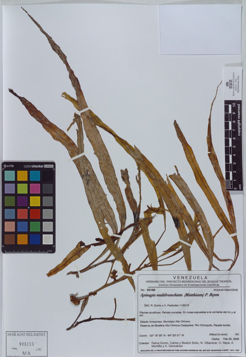 Apinagia multibranchiata