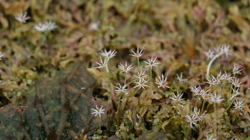 Apinagia platystigma