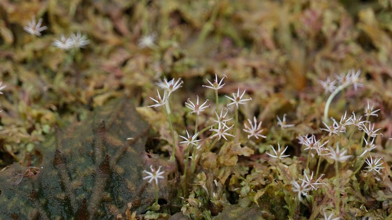Apinagia platystigma photo 2
