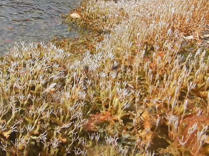 Apinagia richardiana