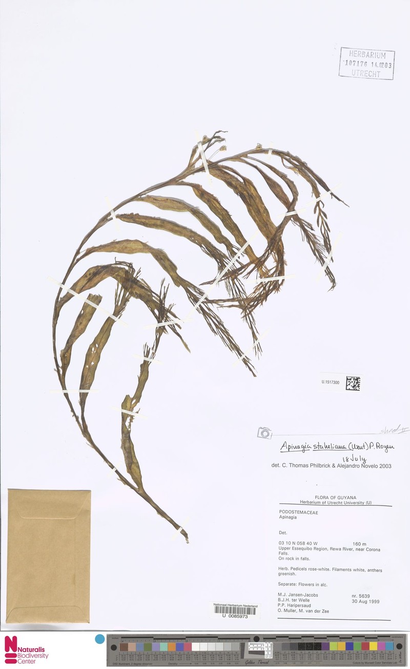Apinagia staheliana