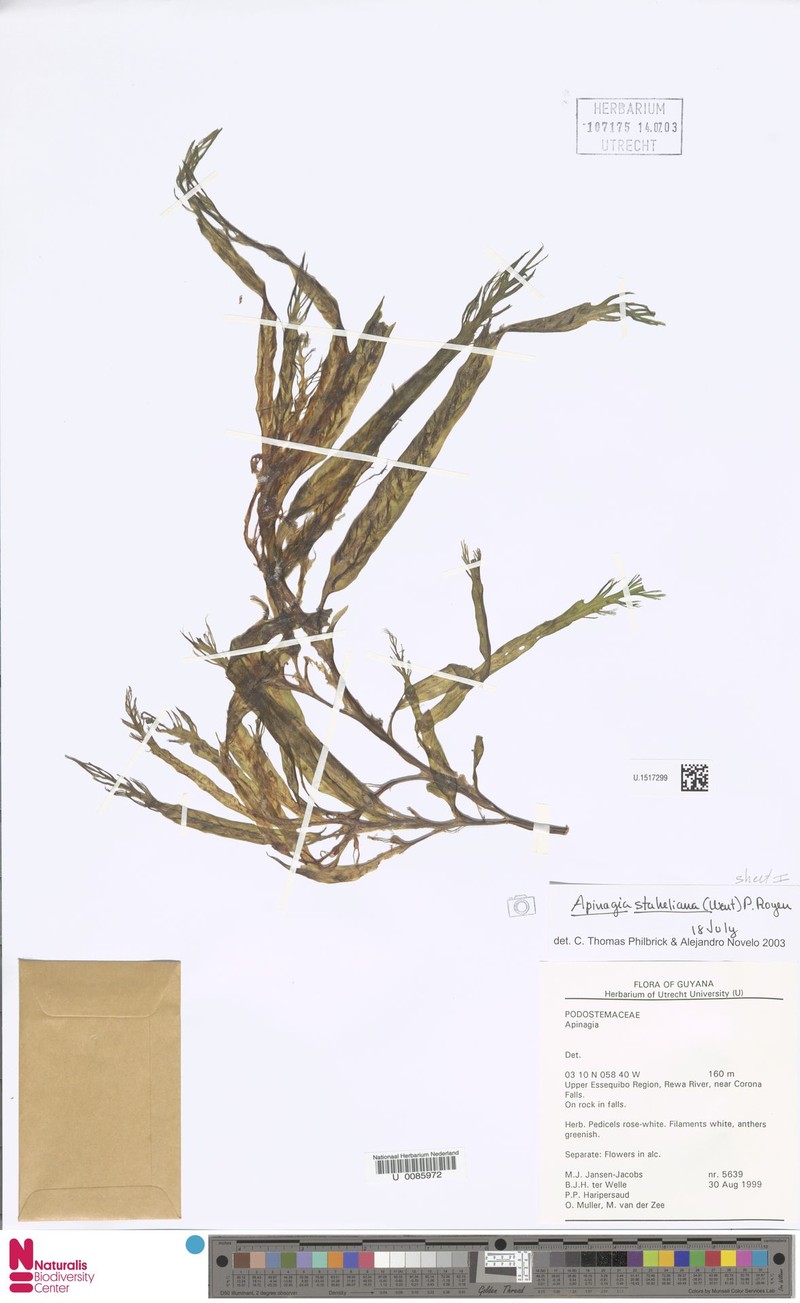 Apinagia staheliana photo 2