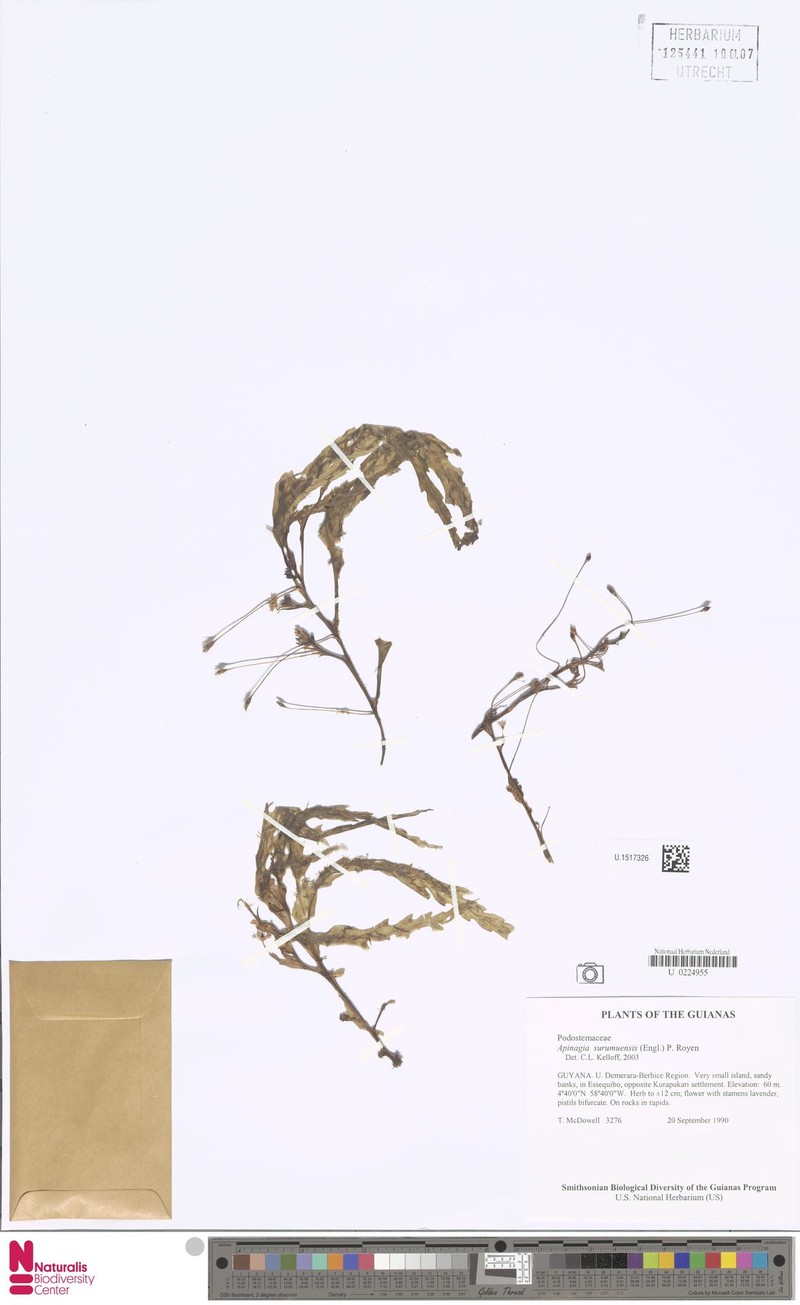 Apinagia surumuensis