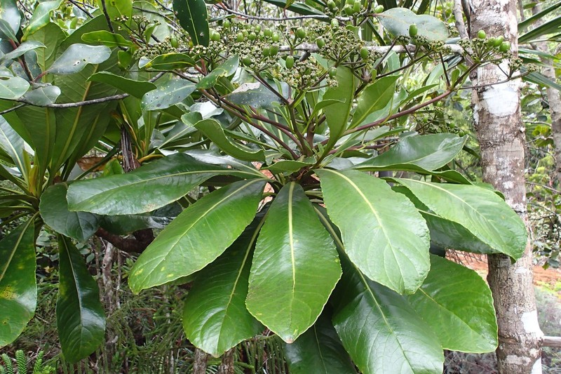 Apiopetalum glabratum photo 3