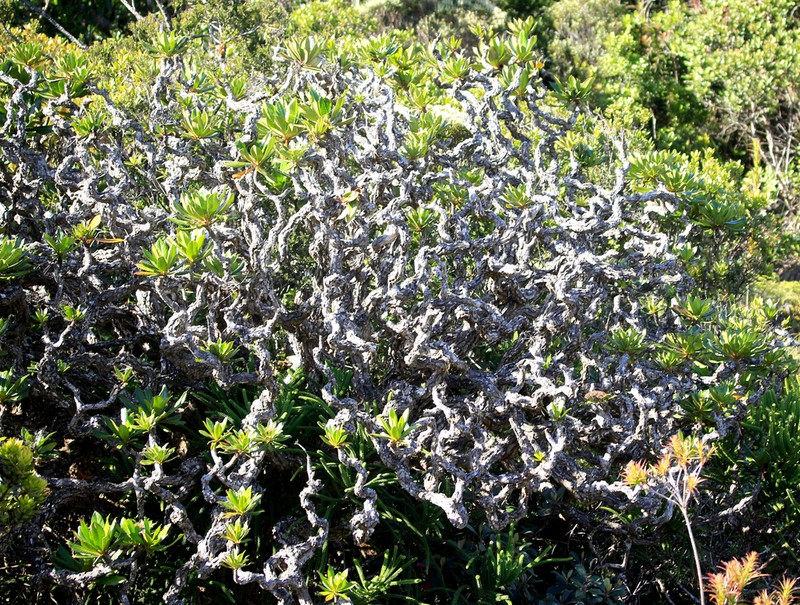 Apiopetalum glabratum