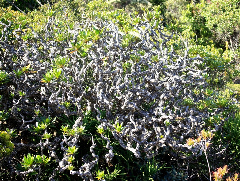 Apiopetalum glabratum photo 2