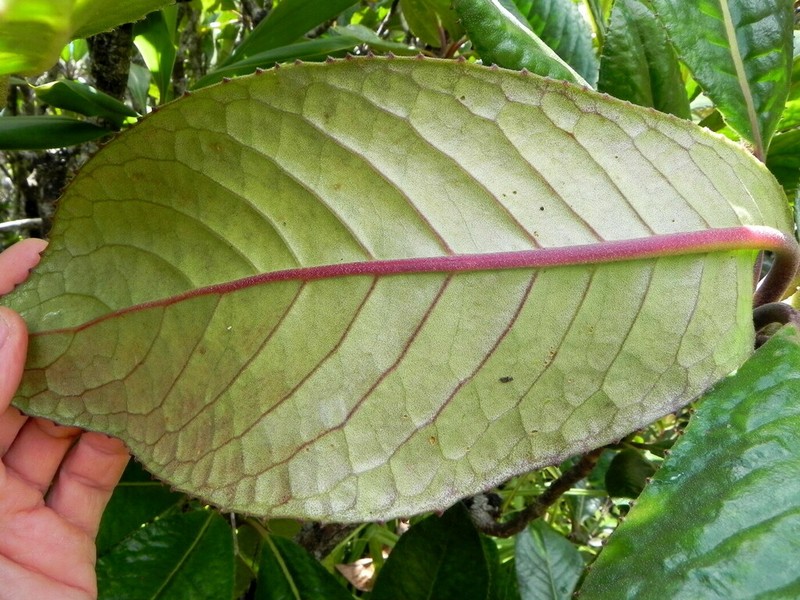 Apiopetalum velutinum photo 2