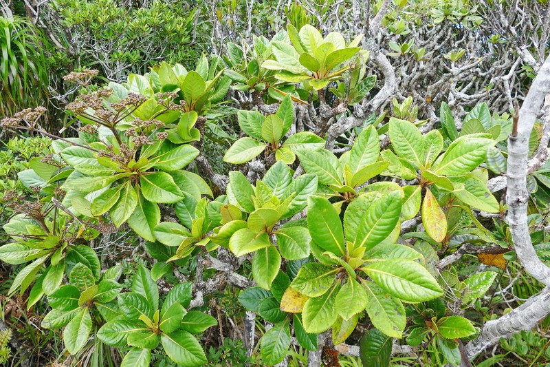 Apiopetalum velutinum photo 3
