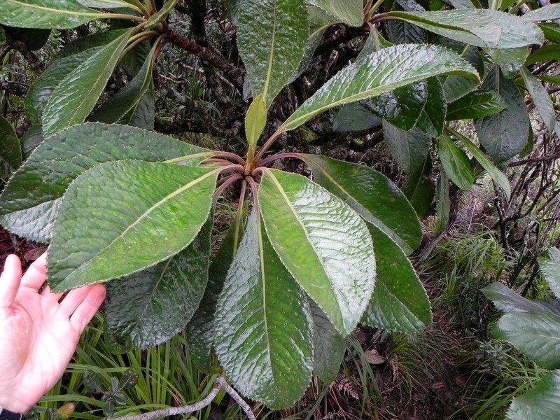 Apiopetalum velutinum photo 4