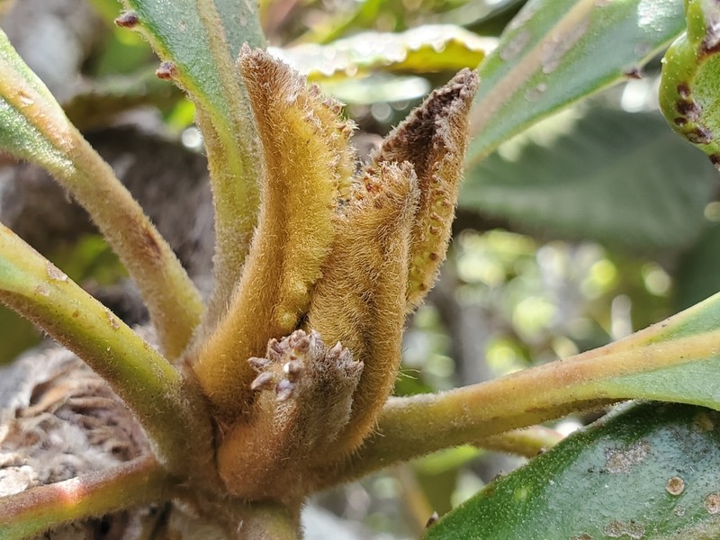 Apiopetalum velutinum photo 5
