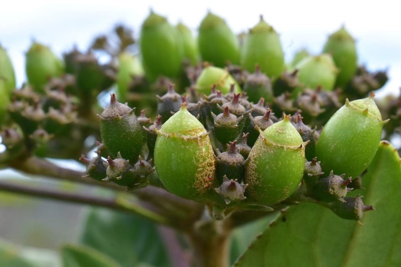 Apiopetalum velutinum photo 6